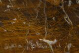Polished Petrified Wood Slab - New York #337015-1